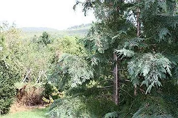 Orgona 2* Budakeszi